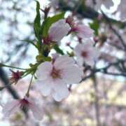 ヒメ日記 2025/04/11 18:59 投稿 あおい 京都人妻デリヘル倶楽部