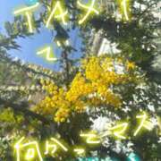 ヒメ日記 2025/03/08 15:04 投稿 春川 熟女の風俗最終章 横浜本店