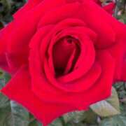 ヒメ日記 2025/04/29 13:42 投稿 春川 熟女の風俗最終章 横浜本店