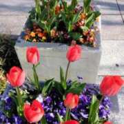 ヒメ日記 2025/04/15 09:10 投稿 こよみ 丸妻 新横浜店