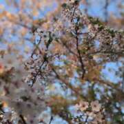 ヒメ日記 2026/04/06 06:25 投稿 美月姫【みつき】 輝女