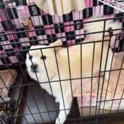 ヒメ日記 2025/04/11 09:30 投稿 ひまわり エマーブル