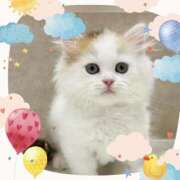 小森 師走 極上でエッチな人妻