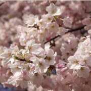 ヒメ日記 2026/04/08 13:04 投稿 小森 極上でエッチな人妻