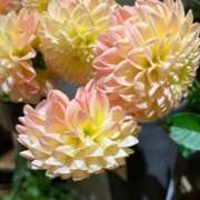 ヒメ日記 2024/12/13 12:10 投稿 奥山 極上でエッチな人妻