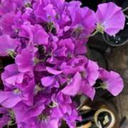 ヒメ日記 2025/01/29 13:52 投稿 奥山 極上でエッチな人妻