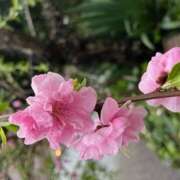 ヒメ日記 2025/04/03 13:30 投稿 奥山 極上でエッチな人妻