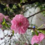 ヒメ日記 2025/04/09 14:38 投稿 奥山 極上でエッチな人妻