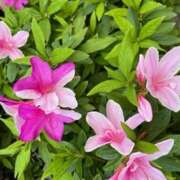 ヒメ日記 2025/04/18 15:08 投稿 奥山 極上でエッチな人妻