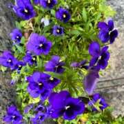 ヒメ日記 2025/04/21 12:12 投稿 奥山 極上でエッチな人妻