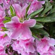 ヒメ日記 2025/04/26 13:10 投稿 奥山 極上でエッチな人妻