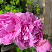 ヒメ日記 2025/04/30 14:34 投稿 奥山 極上でエッチな人妻