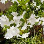 ヒメ日記 2025/05/07 15:16 投稿 奥山 極上でエッチな人妻