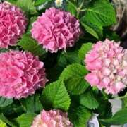 ヒメ日記 2025/05/13 12:30 投稿 奥山 極上でエッチな人妻