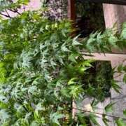 ヒメ日記 2025/05/14 14:14 投稿 奥山 極上でエッチな人妻