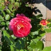 ヒメ日記 2025/05/16 12:14 投稿 奥山 極上でエッチな人妻