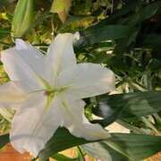 ヒメ日記 2025/06/18 16:02 投稿 奥山 極上でエッチな人妻