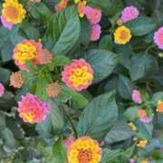 ヒメ日記 2025/06/26 12:40 投稿 奥山 極上でエッチな人妻