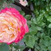 ヒメ日記 2025/07/06 12:06 投稿 奥山 極上でエッチな人妻