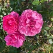 ヒメ日記 2025/07/16 12:40 投稿 奥山 極上でエッチな人妻