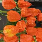 ヒメ日記 2025/07/17 13:14 投稿 奥山 極上でエッチな人妻