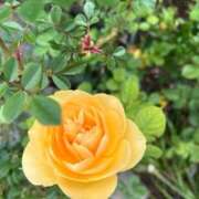 ヒメ日記 2025/08/05 18:40 投稿 奥山 極上でエッチな人妻