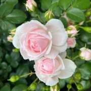 ヒメ日記 2025/08/09 12:28 投稿 奥山 極上でエッチな人妻