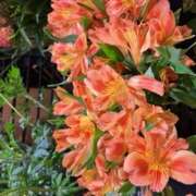 ヒメ日記 2025/09/24 12:32 投稿 奥山 極上でエッチな人妻