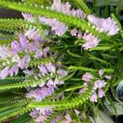 ヒメ日記 2025/10/02 12:30 投稿 奥山 極上でエッチな人妻