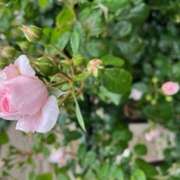 ヒメ日記 2025/11/06 12:06 投稿 奥山 極上でエッチな人妻