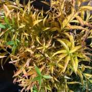 ヒメ日記 2025/11/09 12:32 投稿 奥山 極上でエッチな人妻