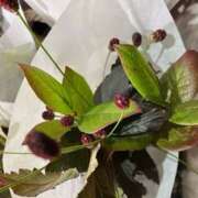 ヒメ日記 2025/11/15 13:34 投稿 奥山 極上でエッチな人妻