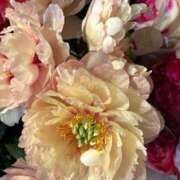 ヒメ日記 2025/11/21 14:12 投稿 奥山 極上でエッチな人妻