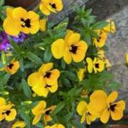 ヒメ日記 2025/11/22 15:00 投稿 奥山 極上でエッチな人妻