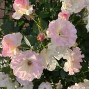 ヒメ日記 2025/11/26 14:34 投稿 奥山 極上でエッチな人妻