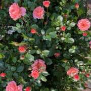 ヒメ日記 2026/01/12 15:06 投稿 奥山 極上でエッチな人妻