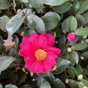 ヒメ日記 2026/01/21 14:24 投稿 奥山 極上でエッチな人妻