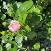 ヒメ日記 2026/01/27 14:40 投稿 奥山 極上でエッチな人妻