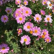 ヒメ日記 2026/02/27 12:20 投稿 奥山 極上でエッチな人妻