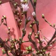 ヒメ日記 2026/03/01 12:32 投稿 奥山 極上でエッチな人妻