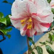 ヒメ日記 2026/04/07 12:24 投稿 奥山 極上でエッチな人妻