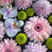 ヒメ日記 2026/01/01 00:44 投稿 なつみ 渋谷 風俗 奥様発情の会