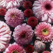 ヒメ日記 2026/01/31 19:30 投稿 なつみ 渋谷 風俗 奥様発情の会