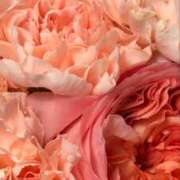 ヒメ日記 2026/03/26 07:02 投稿 ふうか New Sky