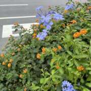 ヒメ日記 2026/09/17 00:12 投稿 ふうか New Sky
