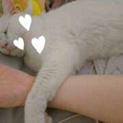 ねこ (´；ω；｀) 熟女の風俗最終章 所沢店