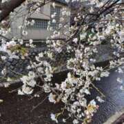 ヒメ日記 2025/03/29 14:57 投稿 葉月 すずか 京都ホットポイント