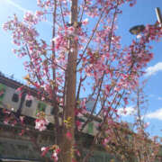 ヒメ日記 2025/03/20 14:30 投稿 ゆきの 奥鉄オクテツ東京店（デリヘル市場）