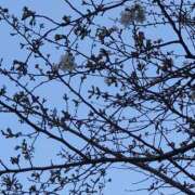 ヒメ日記 2025/03/28 12:38 投稿 ゆきの 奥鉄オクテツ東京店（デリヘル市場）