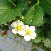 ヒメ日記 2026/04/06 13:21 投稿 ゆきの 奥鉄オクテツ東京店（デリヘル市場）